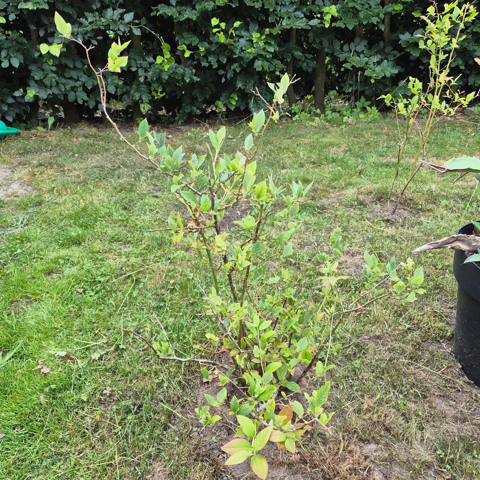 6 Blauwe bessen struiken – 3-4 jaar oud., Tuin en Terras, Ophalen, Overige soorten, 100 tot 250 cm
