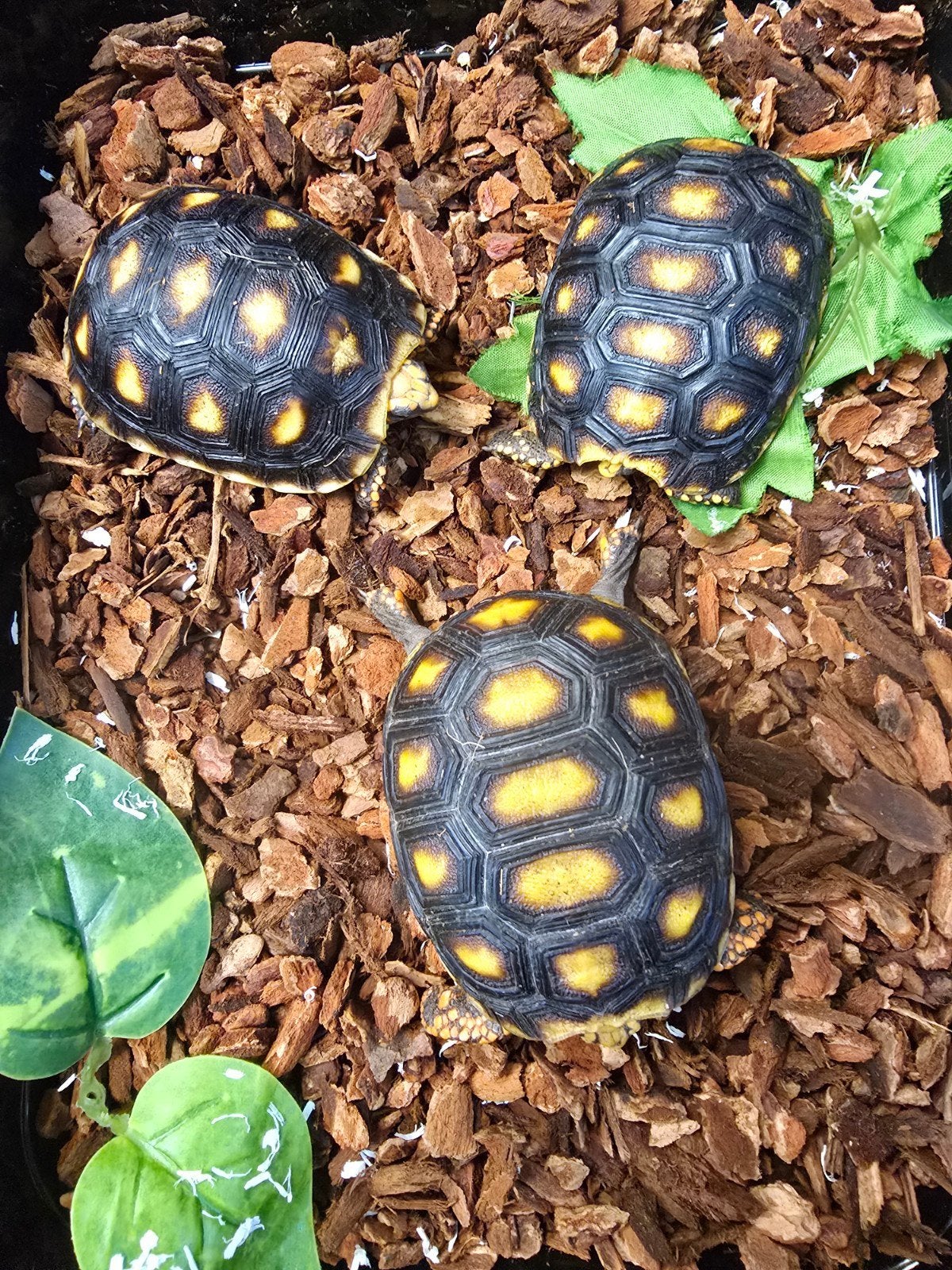 Nakweek 2025 Kolenbranderschildpadden, Dieren en Toebehoren, Hagedis, 0 tot 2 jaar