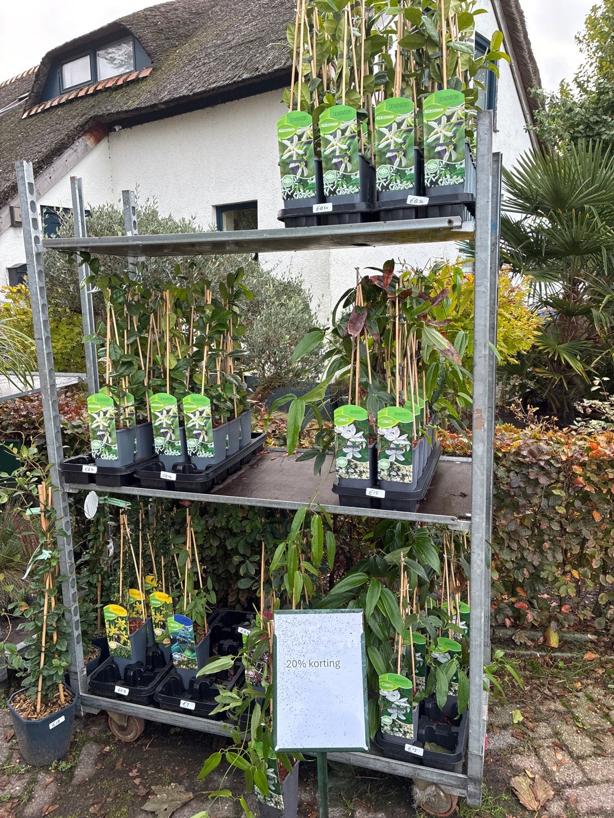 Klimplanten met 20% korting - Diverse soorten, Tuin en Terras, Ophalen, Vaste plant, Klimplanten