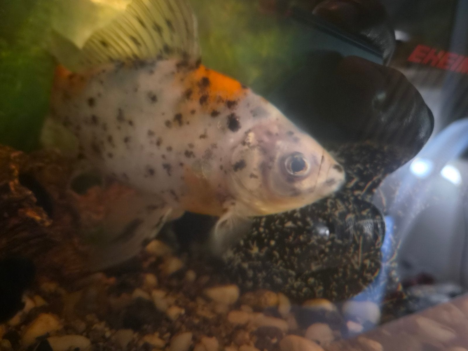 vissen (mag met aquarium €75.-), Vis, Zoetwatervis