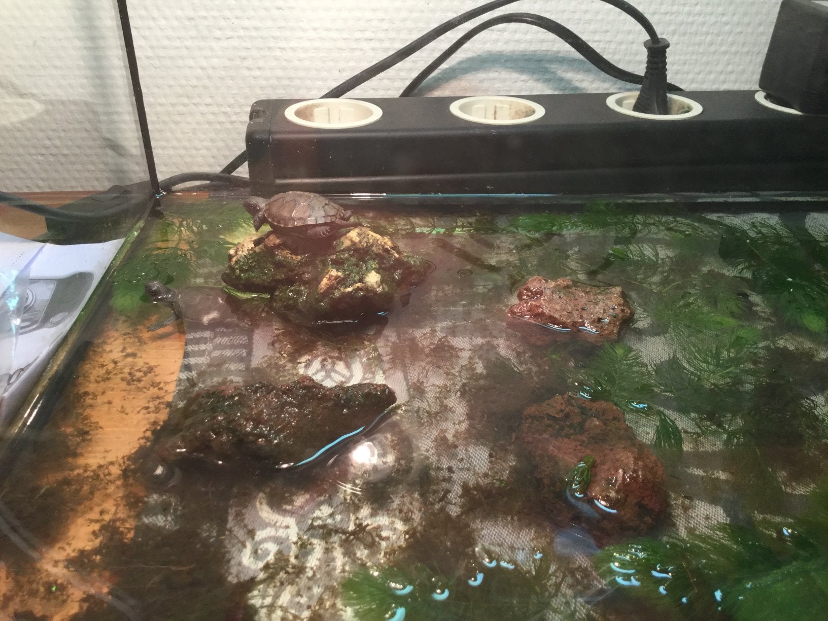 Moerasschildpadden emys obicularis, Dieren en Toebehoren, Ophalen, Zo goed als nieuw
