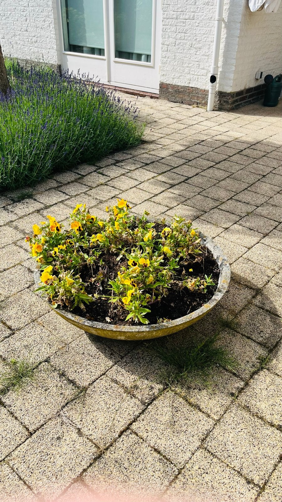 Grote betonnen plantenbak, diameter 80cm, Tuin en Terras, Bloempotten, Ophalen, Gebruikt, 40 cm of meer, Rond
