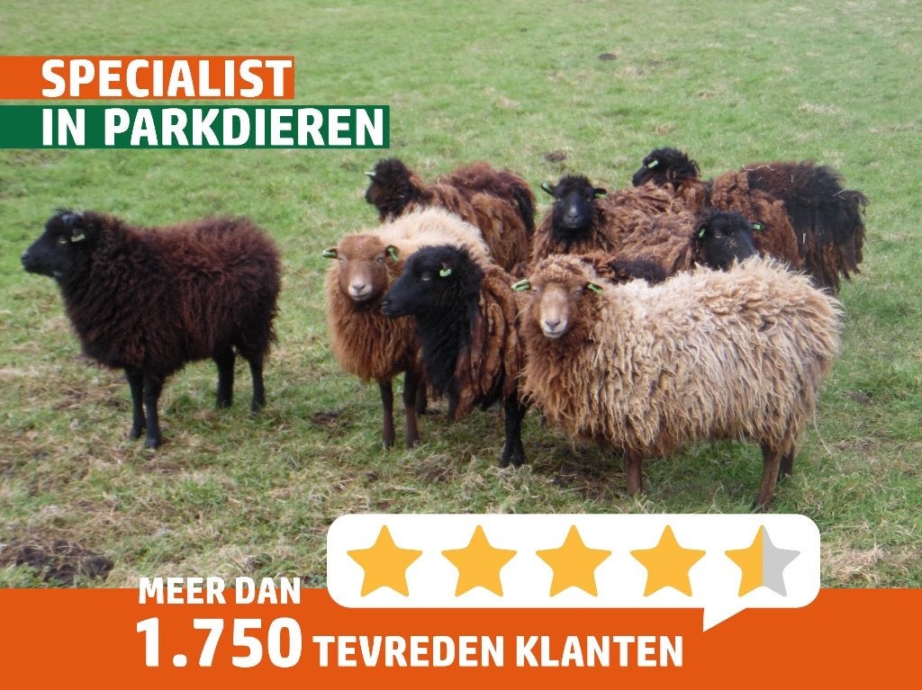 Ouessant schapen | Diverse kleuren | Passend advies, Dieren en Toebehoren, Vrouwelijk, Schaap, 0 tot 2 jaar