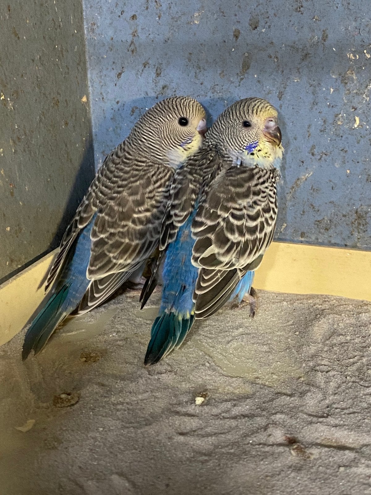 Blauwe Split blackface/blackwing grasparkieten, Geslacht onbekend, Parkiet