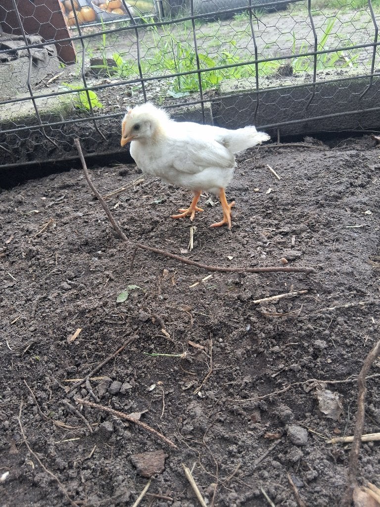 Wit kuiken te koop, Geslacht onbekend, Kip