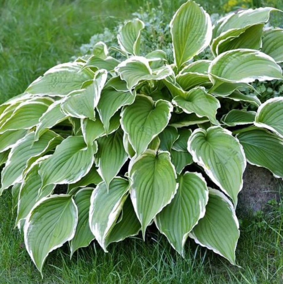 Hosta, Tuin en Terras, Ophalen, Overige soorten, Halfschaduw