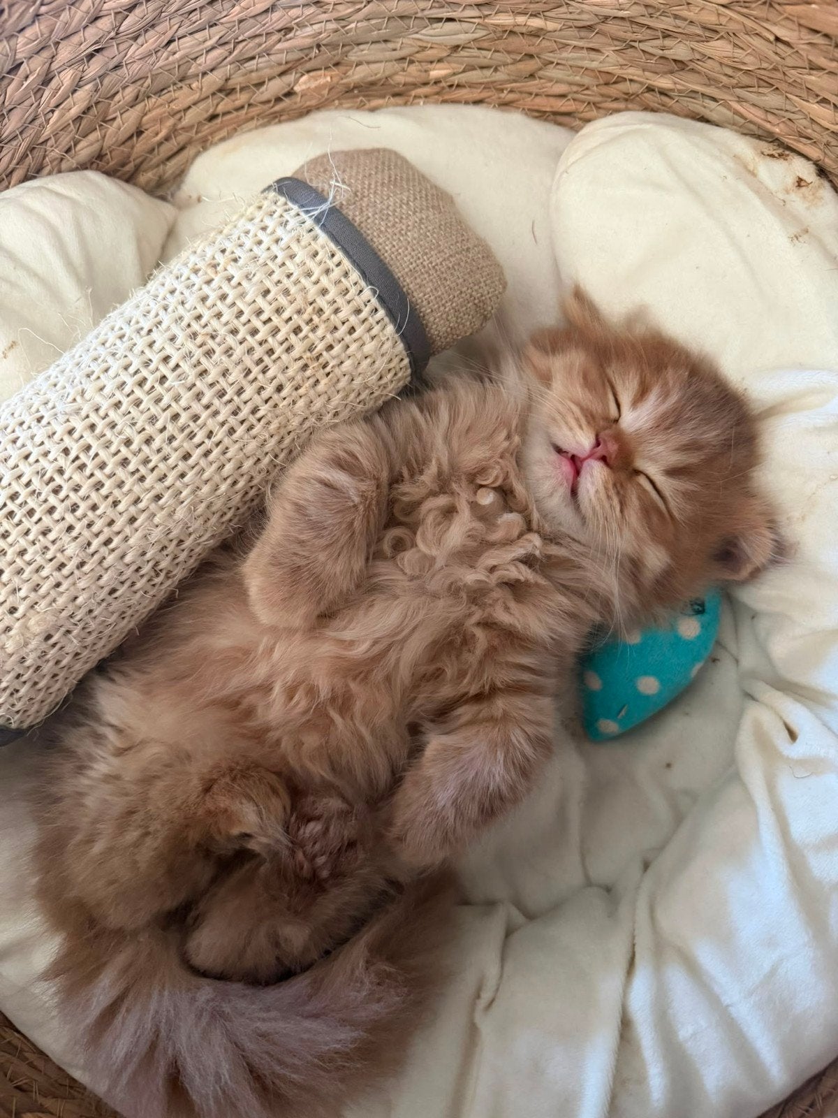 5 prachtige Brits langhaar poesjes met stamboom!, Poes, Met stamboom, 0 tot 2 jaar