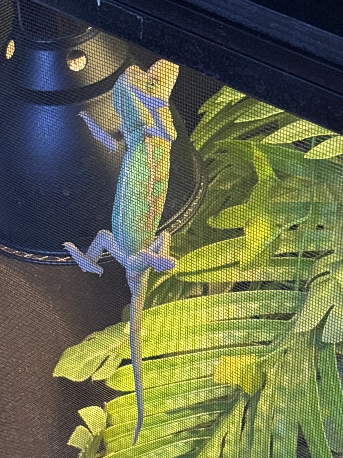 Jemen kameleon 5 maanden oud Chameleon photo 4