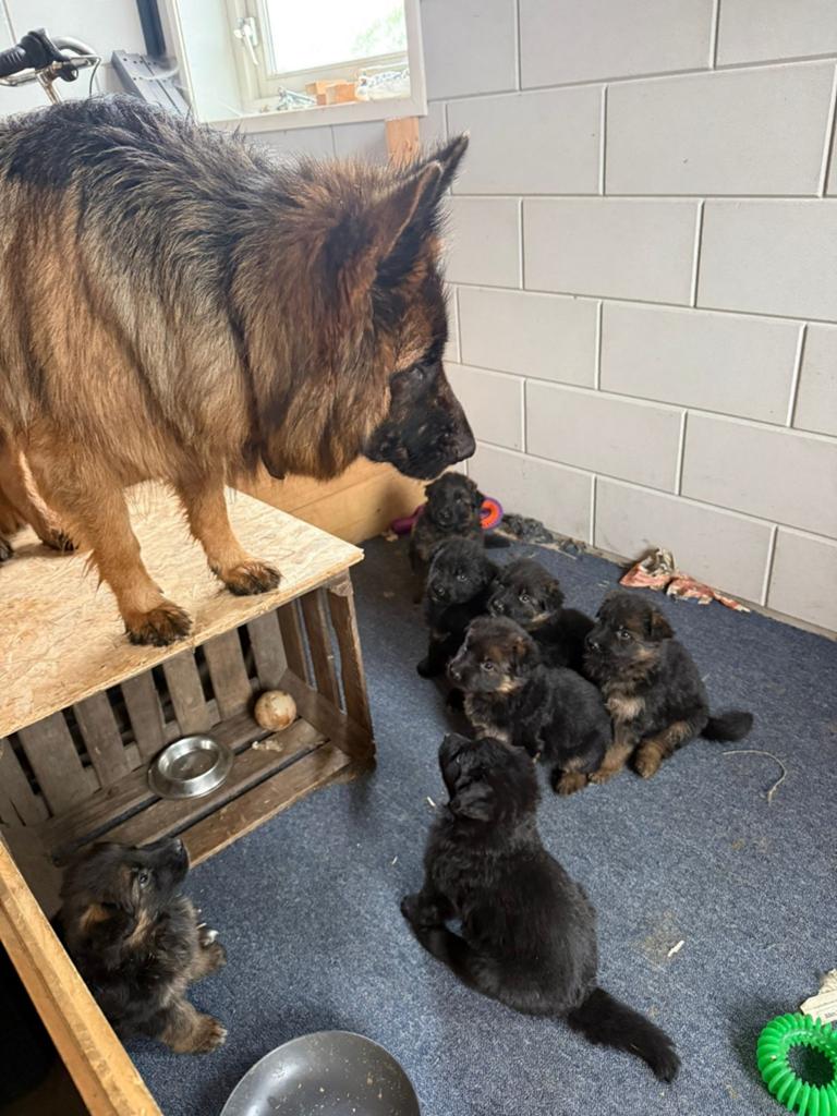 Oud duitse herder pups. Inmiddels allen gereserveerd., 8 tot 15 weken, Meerdere, Meerdere dieren, Herder