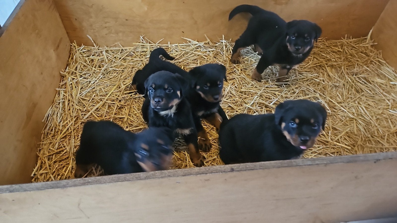 super mooie rottweiler pups, Dieren en Toebehoren, 8 tot 15 weken, Meerdere, Meerdere dieren, Rottweiler