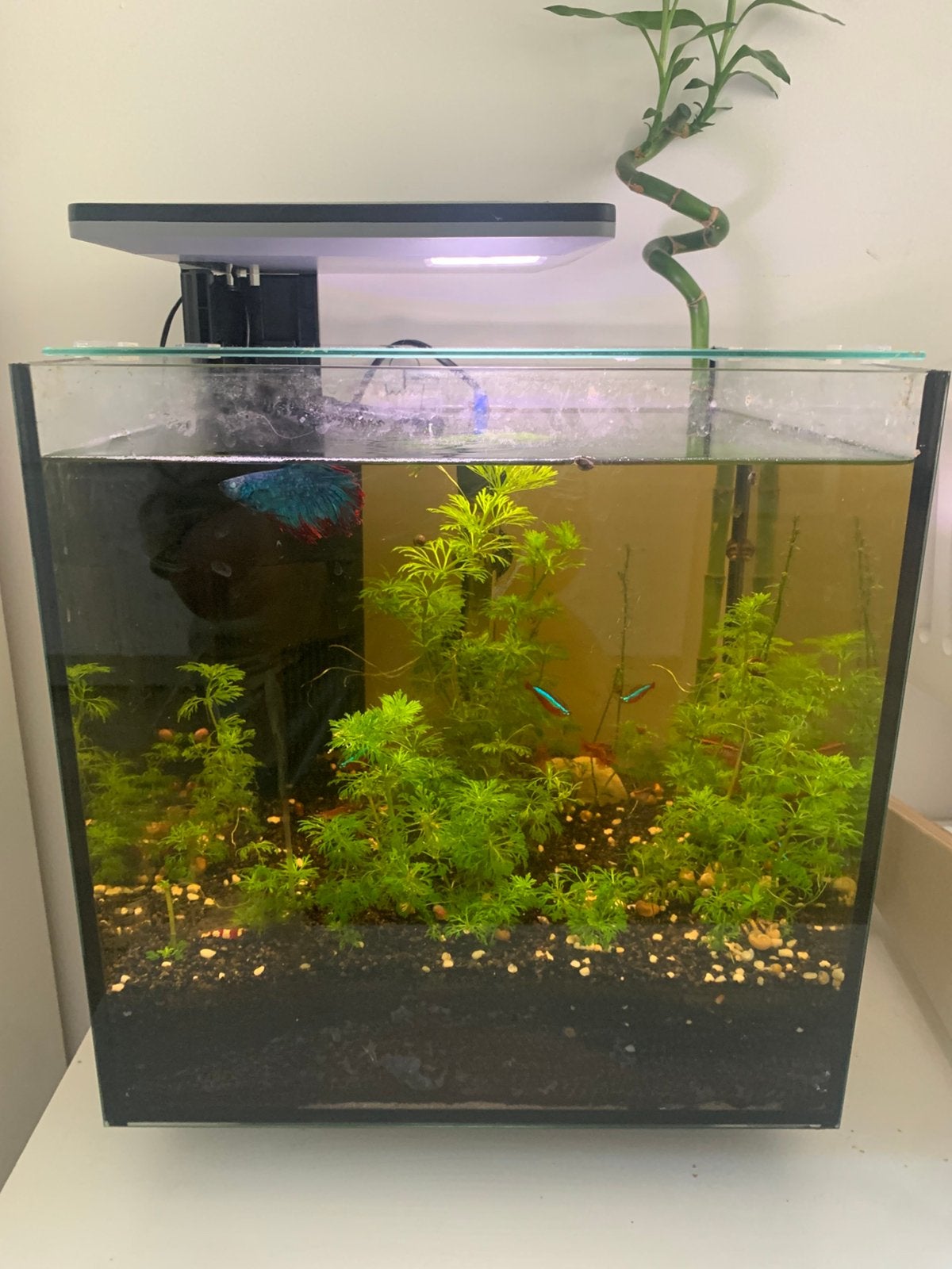 Aquarium met vissen, Ophalen of Verzenden, Zo goed als nieuw, Gevuld zoetwateraquarium