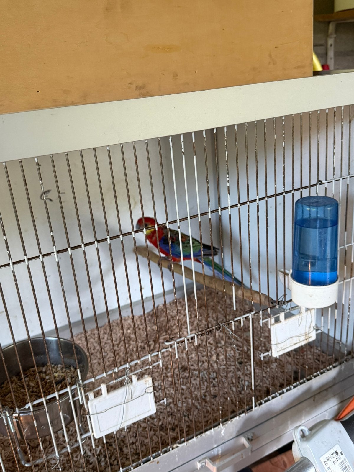 Stanley rosella man, Dieren en Toebehoren, Mannelijk, Parkiet