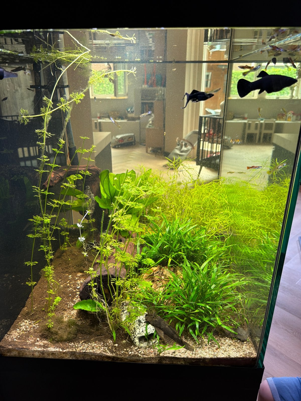 (Aquarium) vissen, Vis