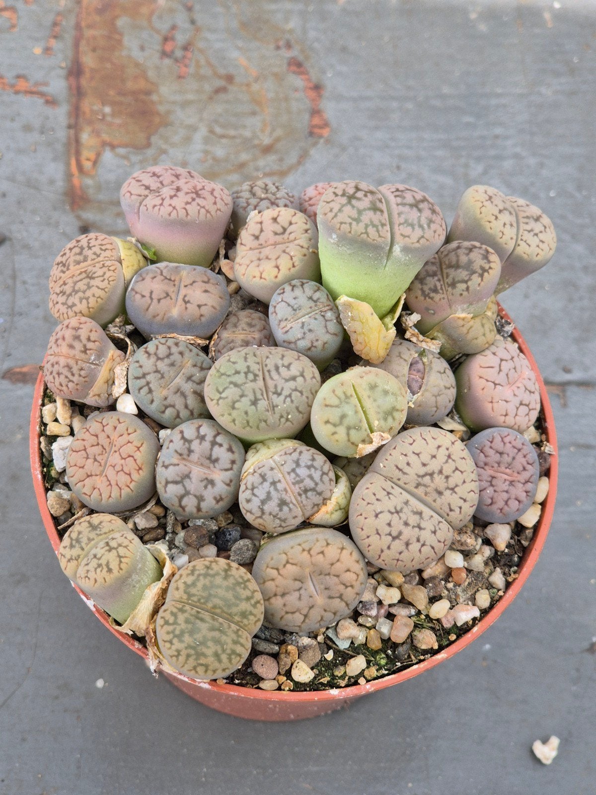 Lithops Levende stenen p8 (6), Huis en Inrichting, Kamerplanten, Ophalen of Verzenden, Halfschaduw, Minder dan 100 cm