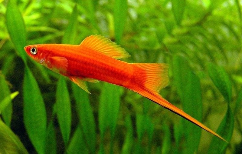 Jonge zwaarddragers te koop – gezond en actief, Dieren en Toebehoren, Vis, Zoetwatervis, Schoolvis