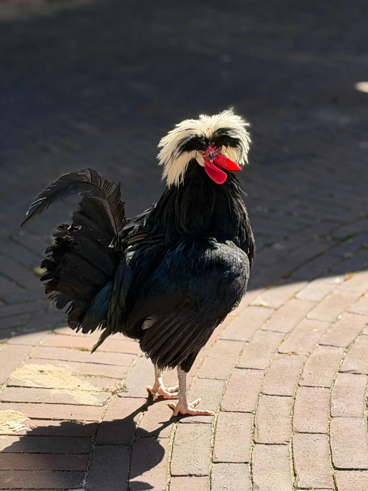 Broedeieren Hollandse kuifhoen, Dieren en Toebehoren, Geslacht onbekend, Kip