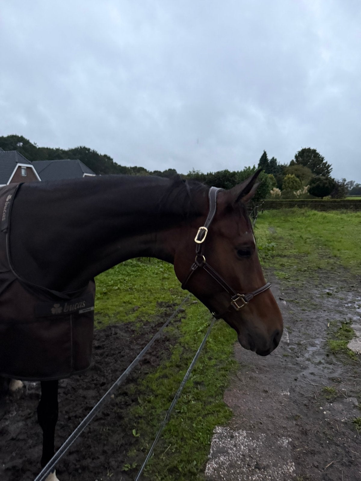 Halster + Hengstenketting, Dieren en Toebehoren, Ophalen of Verzenden