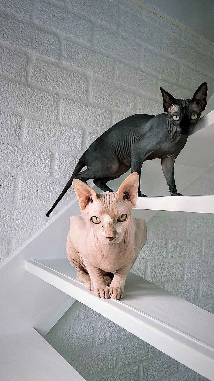 Sphynx katten - LEGALE overname, Poes