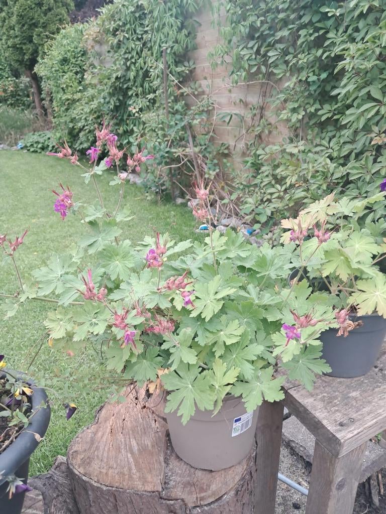 Roze bloeiende geranium, Ophalen of Verzenden, Vaste plant, Overige soorten, Halfschaduw