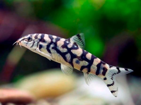 botia lohachata, Vis, Zoetwatervis, Schoolvis