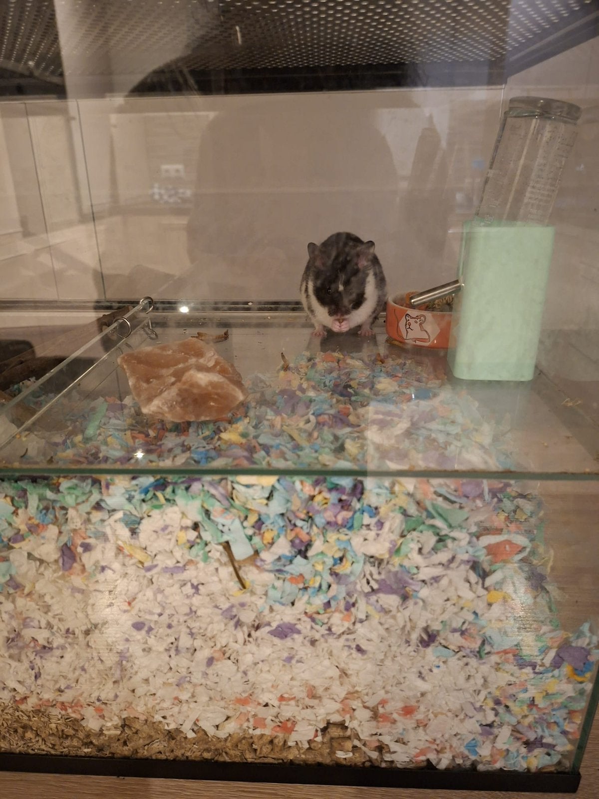 Hamster  man zonder kooi, Dieren en Toebehoren, Knaagdieren, Maart, Mannelijk, Hamster