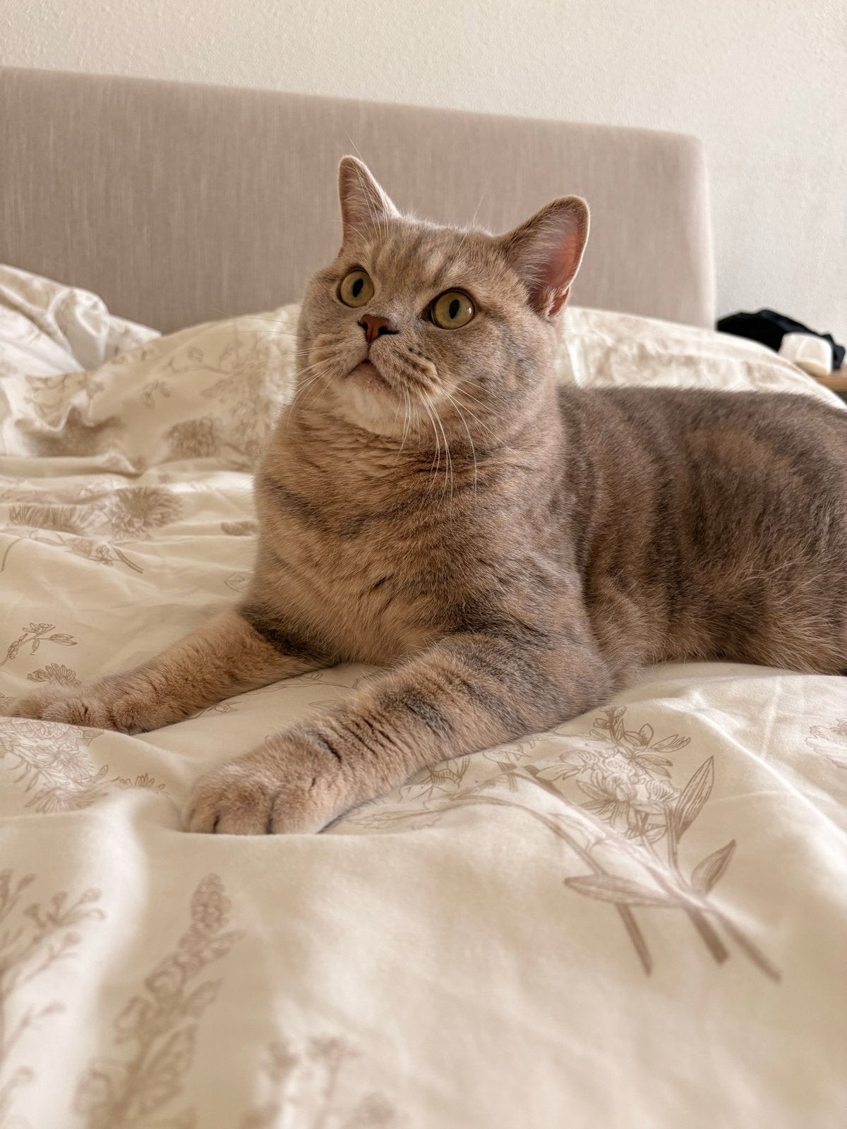Britse korthaar incl automatische kattenbak en speeltjes, Kater, 0 tot 2 jaar