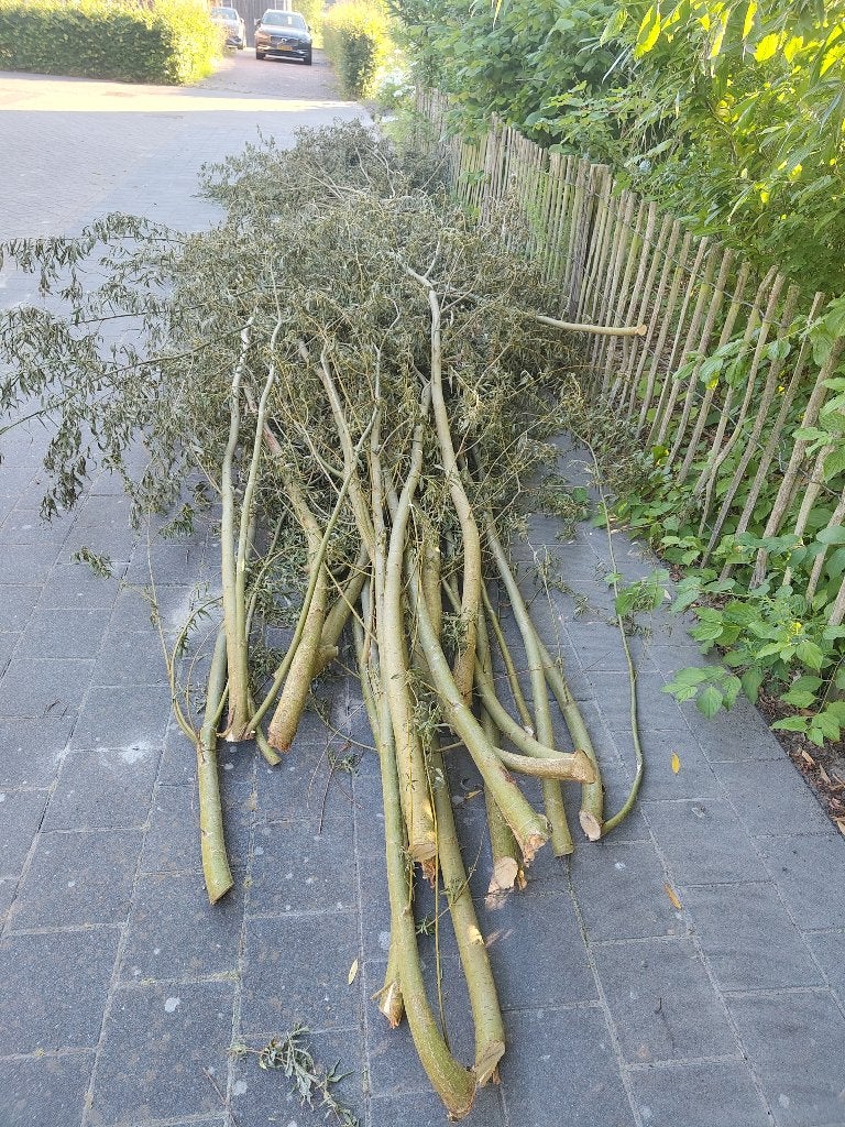 GRATIS wilgentakken, Ophalen, Nieuw