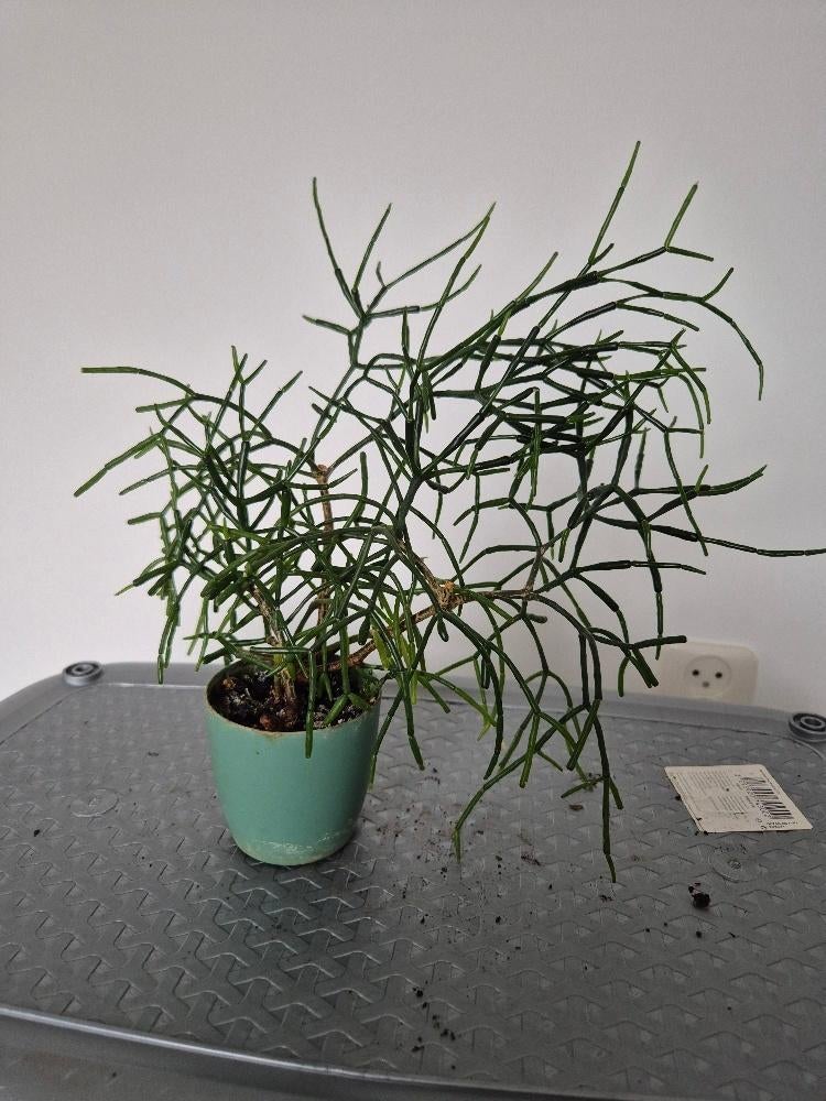 Te koop: Rhipsalis, ook wel bekend als koraalcactus., Ophalen, Halfschaduw, Minder dan 100 cm
