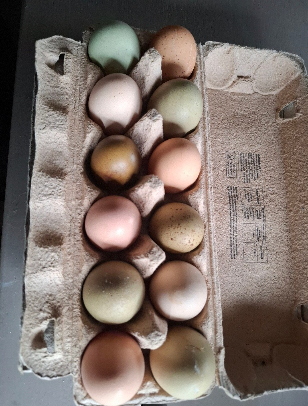 Kleurenleggers/creambarleggers kippen, Dieren en Toebehoren, Vrouwelijk, Kip