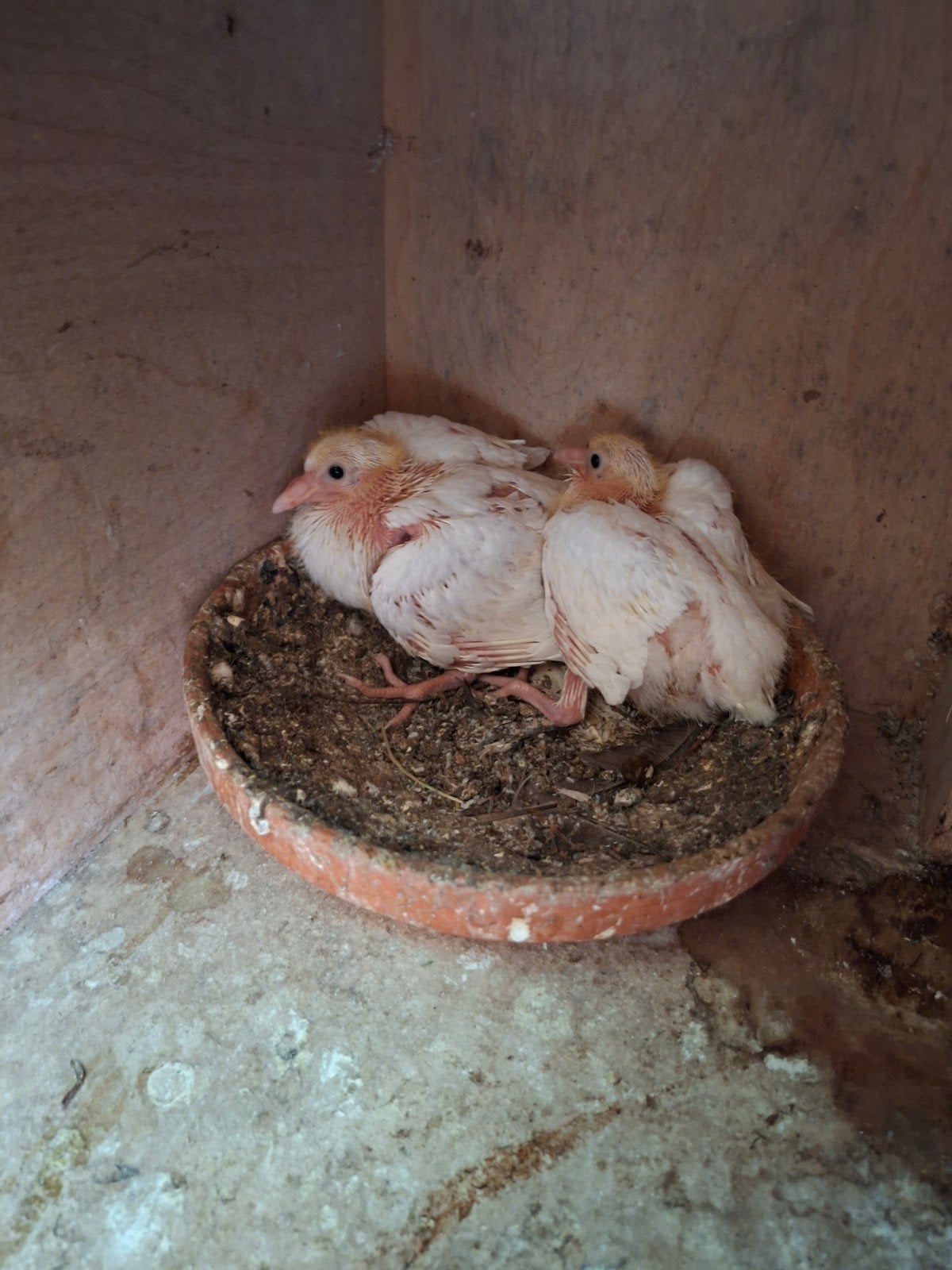 postduiven, Dieren en Toebehoren, Meerdere dieren, Postduif