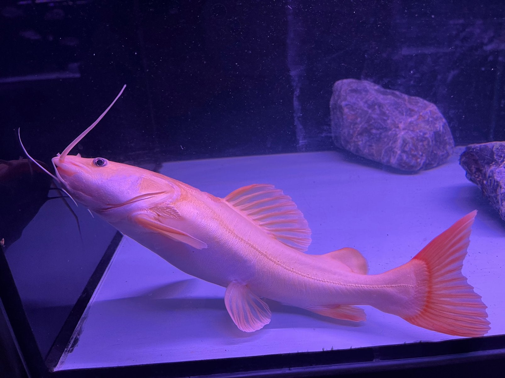 Albino Red tail catfish meerval, Dieren en Toebehoren, Vis
