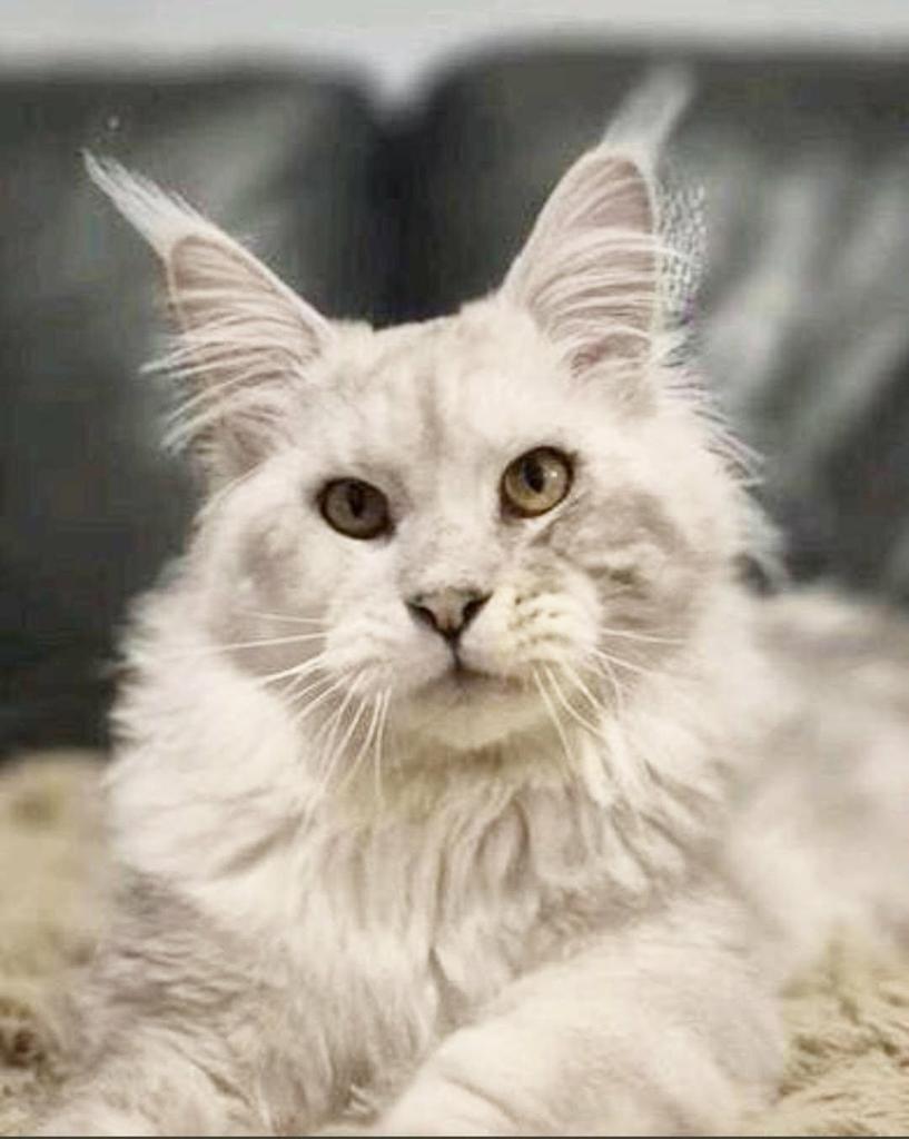 Black silver shaded maine coon dekkater met stamboom,RUS, Kater, Met stamboom