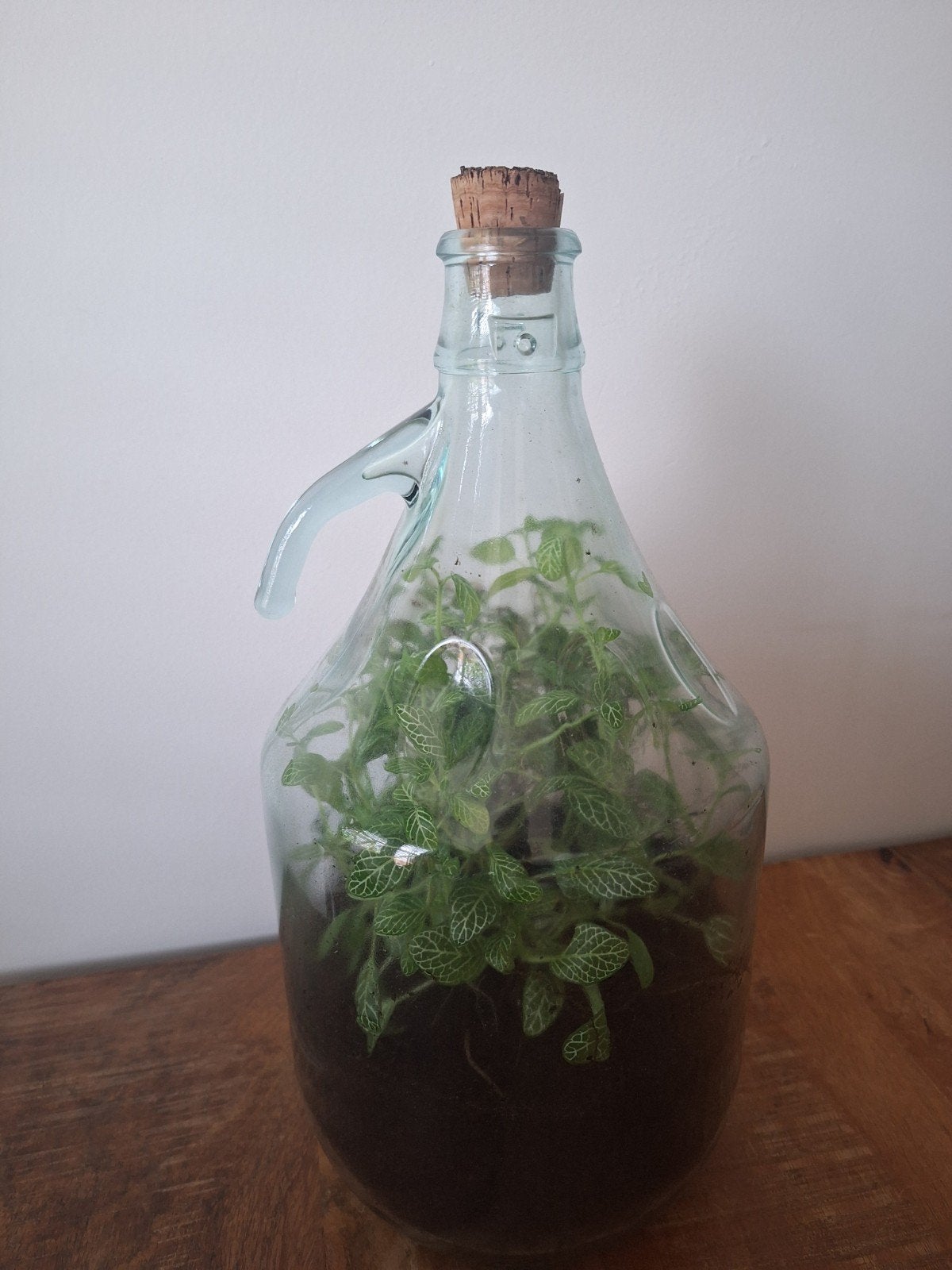 Terrarium in glazen fles - Fittonia plantjes, Ophalen, Overige soorten, Halfschaduw, In pot