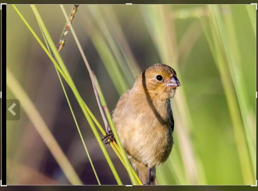 oranka rowtie sporophila minuta poppen GEZOCHT, Dieren en Toebehoren, Vrouwelijk