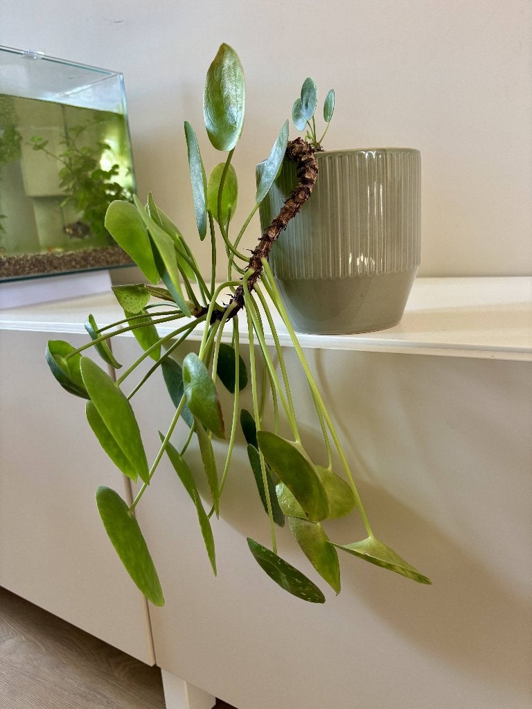 Pilea peperomioides (Pannenkoekplant), Ophalen, Halfschaduw, Minder dan 100 cm
