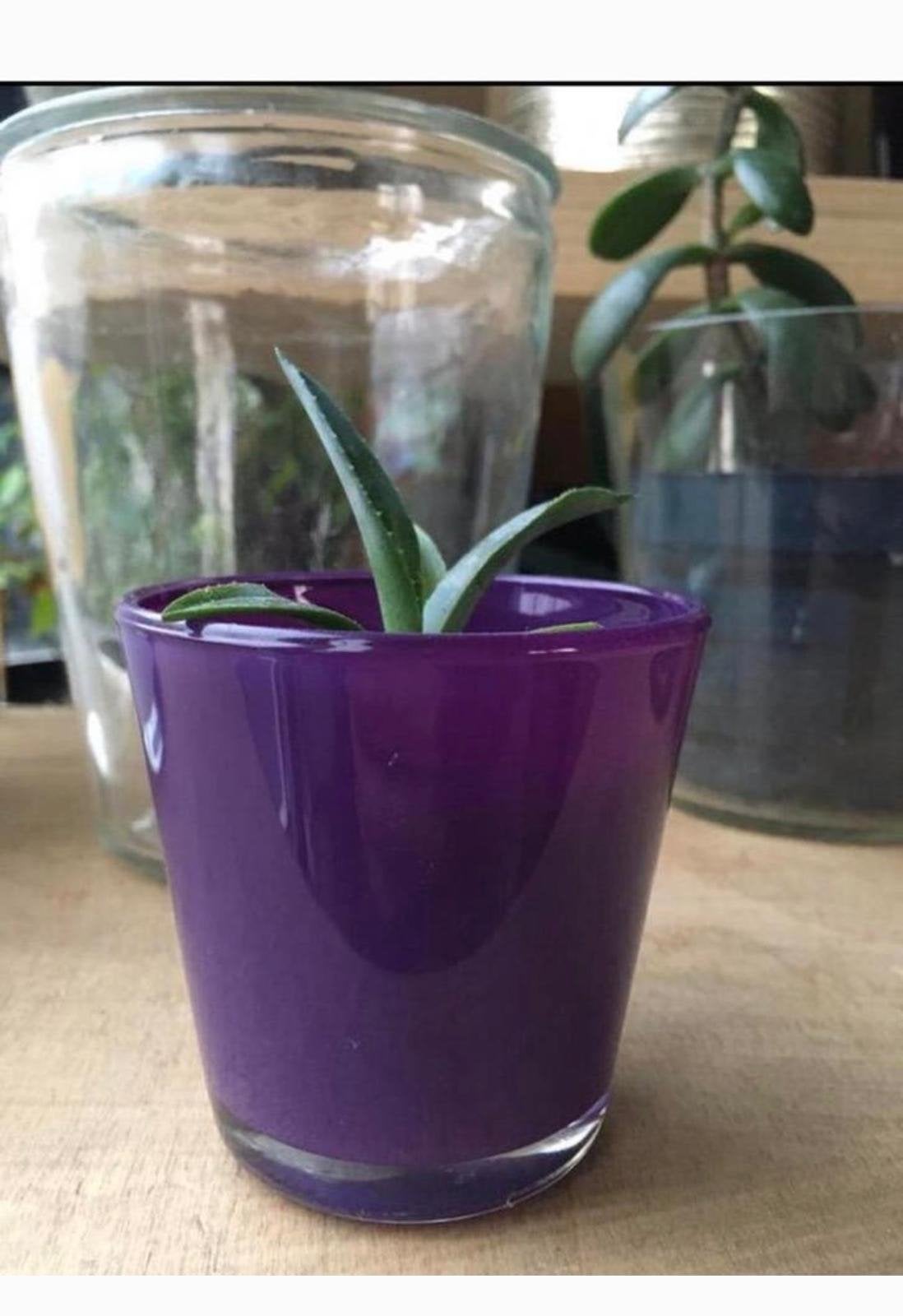 Nederlandse mooie Agave plantjes sterk onderhoudsvriendelijk, Huis en Inrichting, Ophalen, Minder dan 100 cm, In pot, Cactus