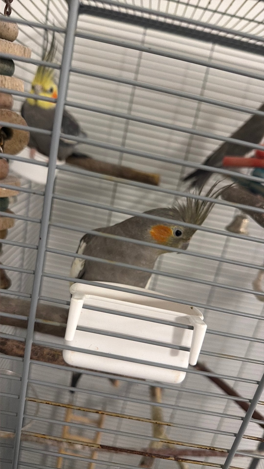 3 Tamme Valkparkieten – Lief, Sociaal en Handtam, Dieren en Toebehoren, Meerdere dieren, Parkiet