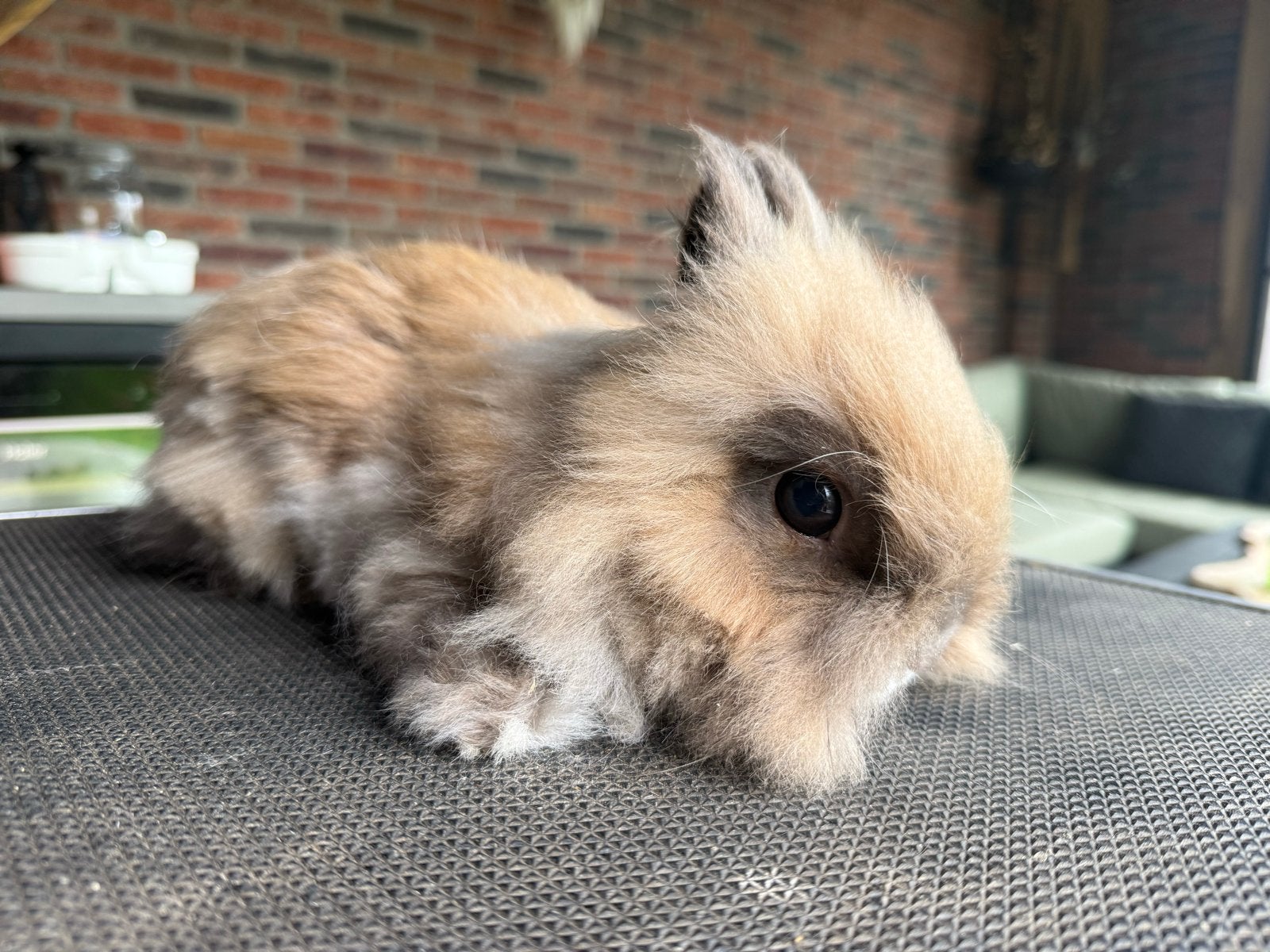 Teddy derg konijnen, Dieren en Toebehoren, Augustus, Overige typen, Tam