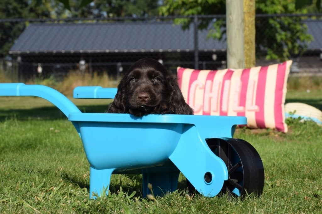 Engelse cocker spaniël pups diverse kleuren, België, 8 tot 15 weken, Meerdere, Meerdere dieren