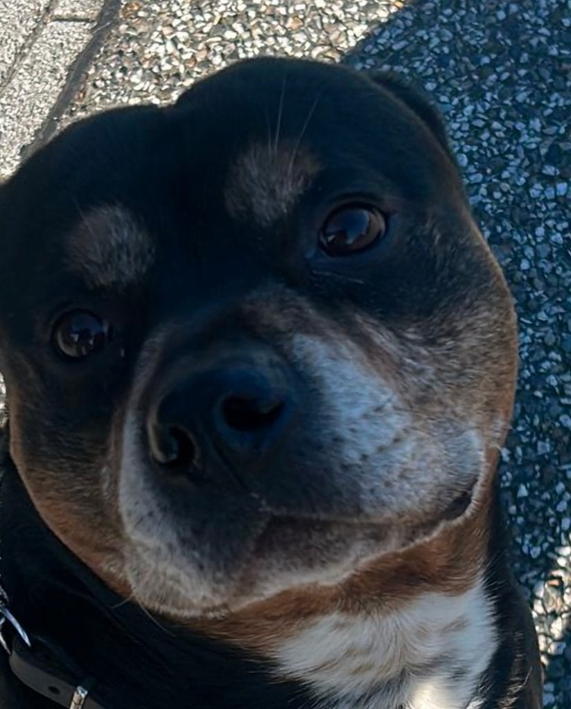 Oppas gezocht, 6 jaar of ouder, Reu, Groot, Eén hond