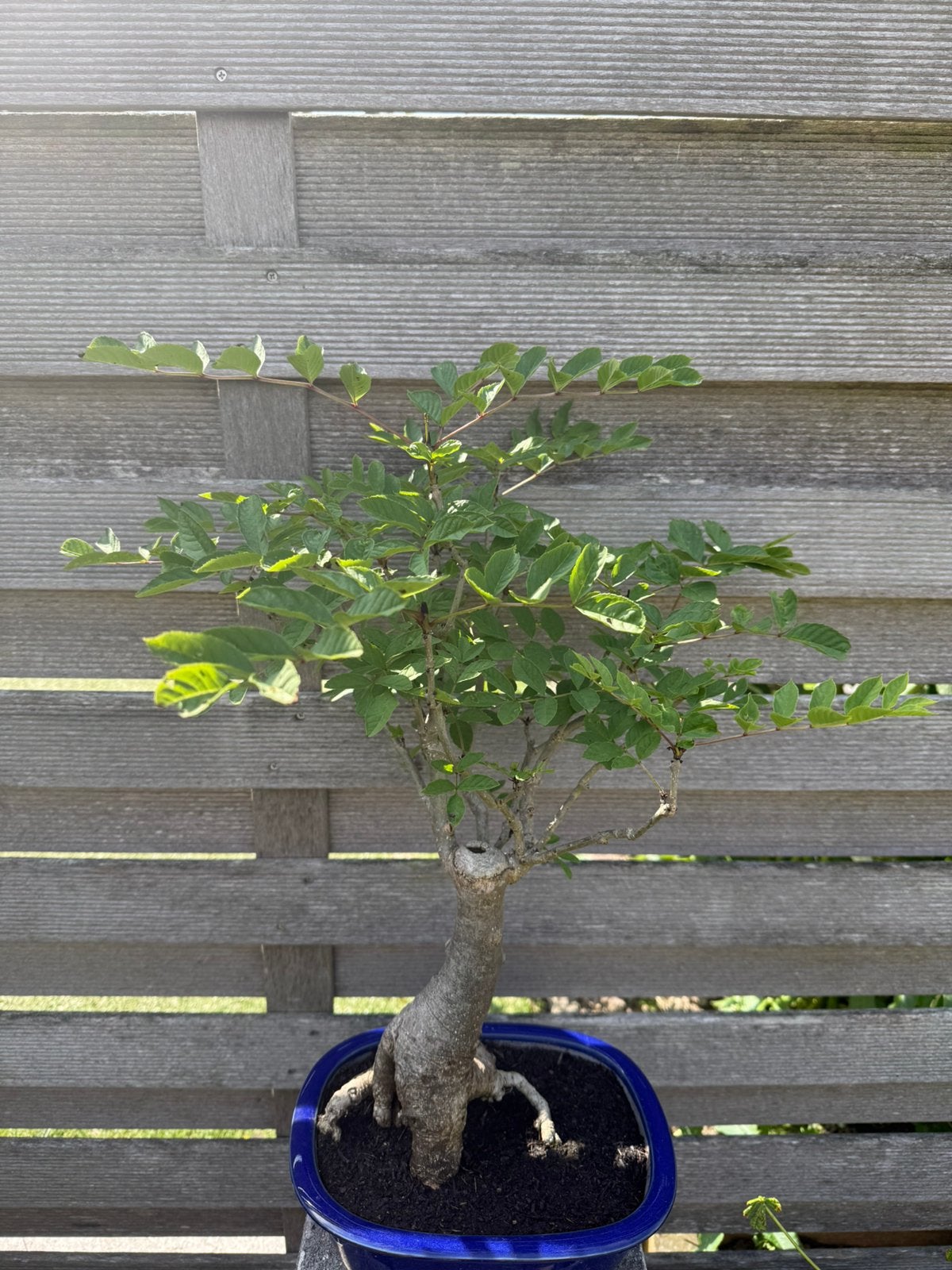 Bonsai, Ophalen, Bloeit niet, Halfschaduw, Overige soorten