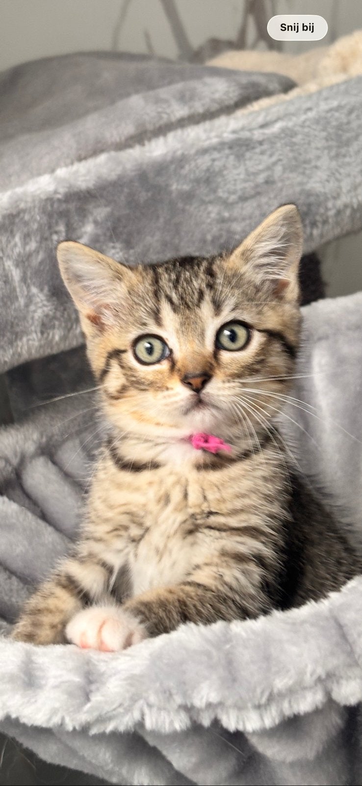 Britse korthaar /ragdoll kittens (UIT GETESTE OUDERS ), Meerdere dieren, 0 tot 2 jaar