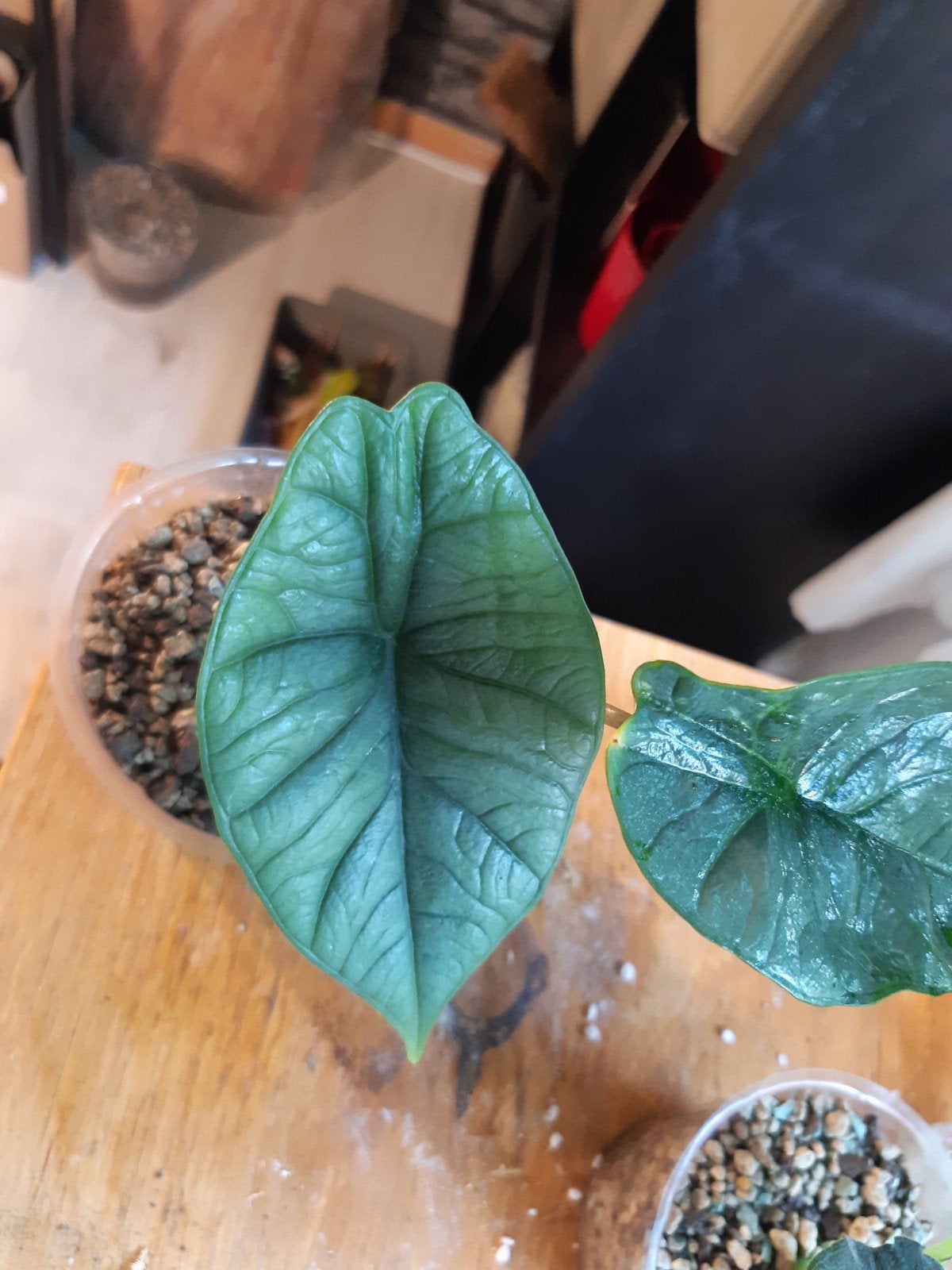 alocasia platinum, Ophalen of Verzenden, Halfschaduw, Minder dan 100 cm