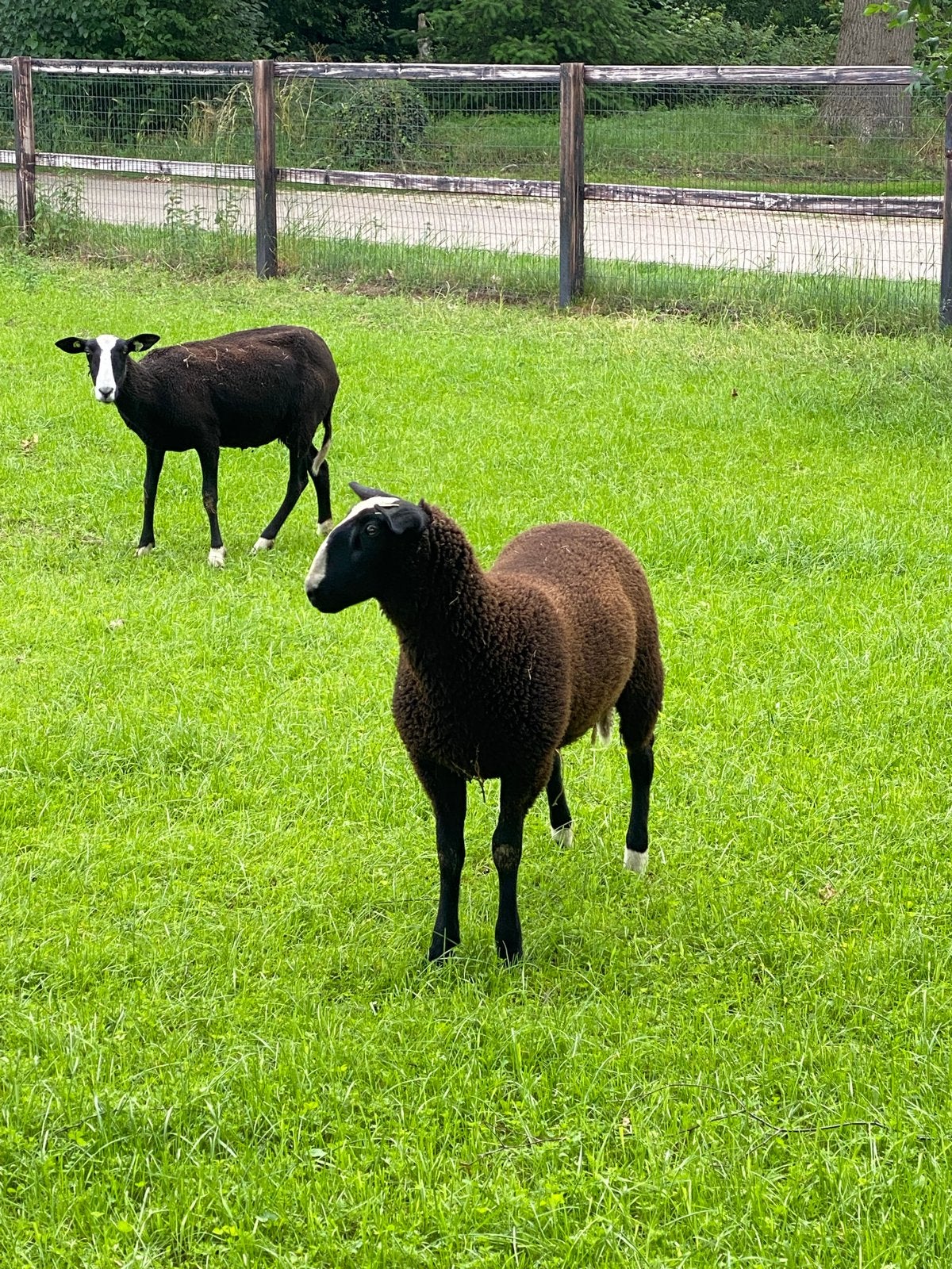 Zwartbles rammen, Mannelijk, Schaap