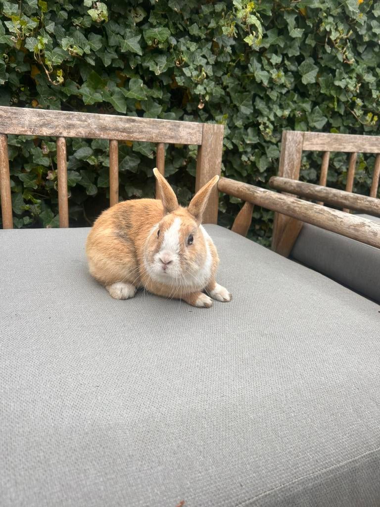 Licht bruin met wit mannetjes konijn, Dieren en Toebehoren, Mannelijk, Middelgroot, 0 tot 2 jaar