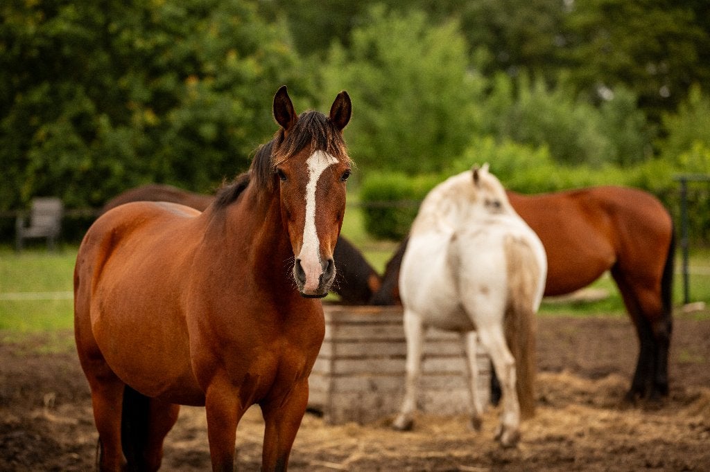 Pensionstalling | Droomplek voor jou én je paard, Stalling, 4 paarden of pony's of meer