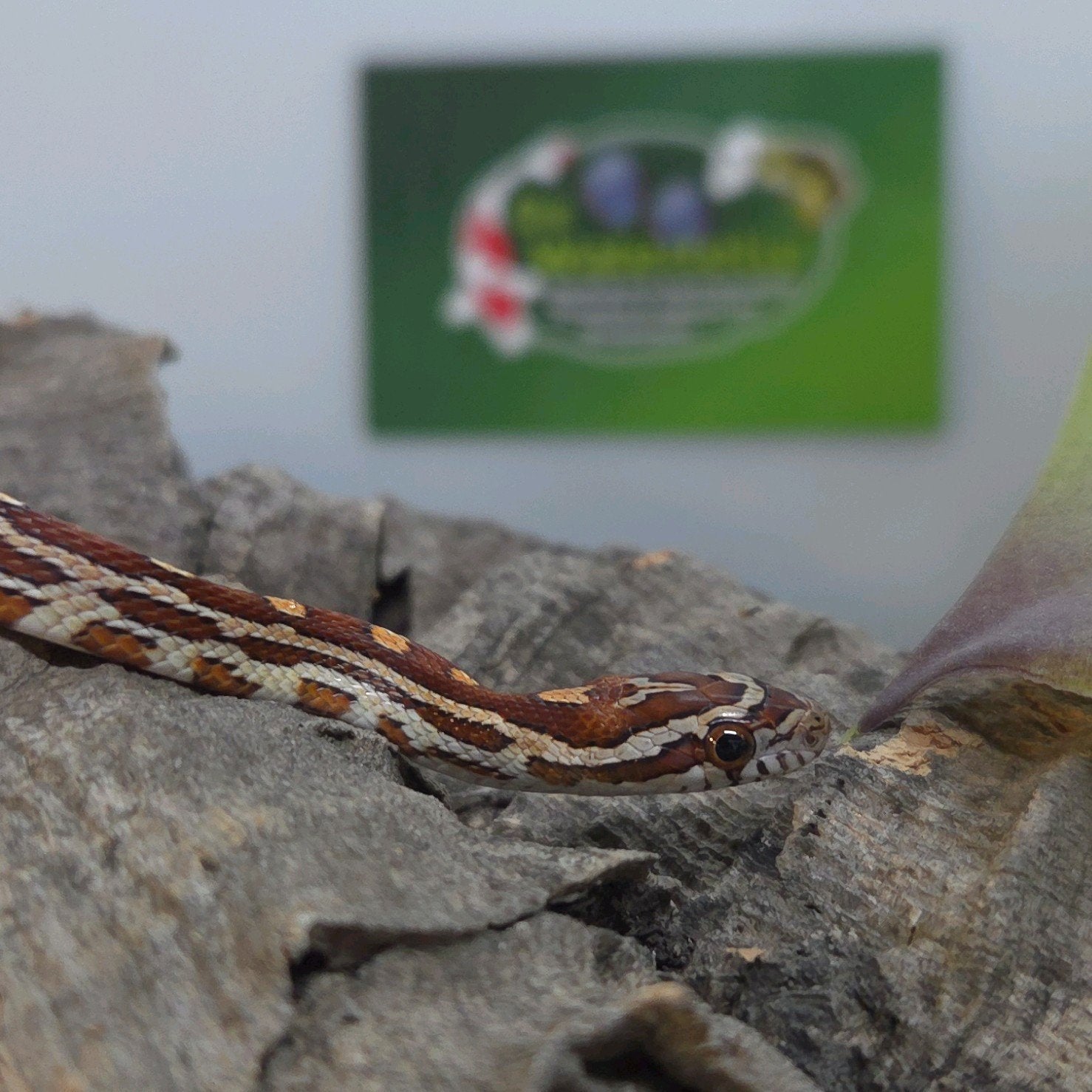 Rattenslang Rat Snake photo 3