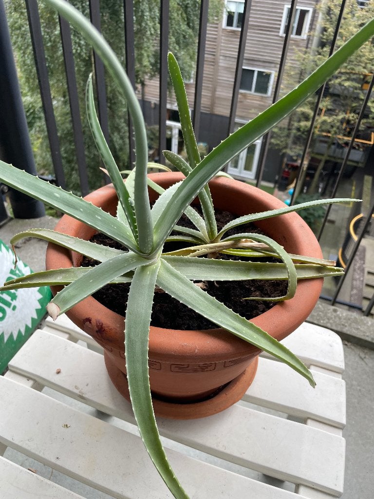 Aloe vera planten diverse maten, Ophalen, Overige soorten, Halfschaduw, In pot