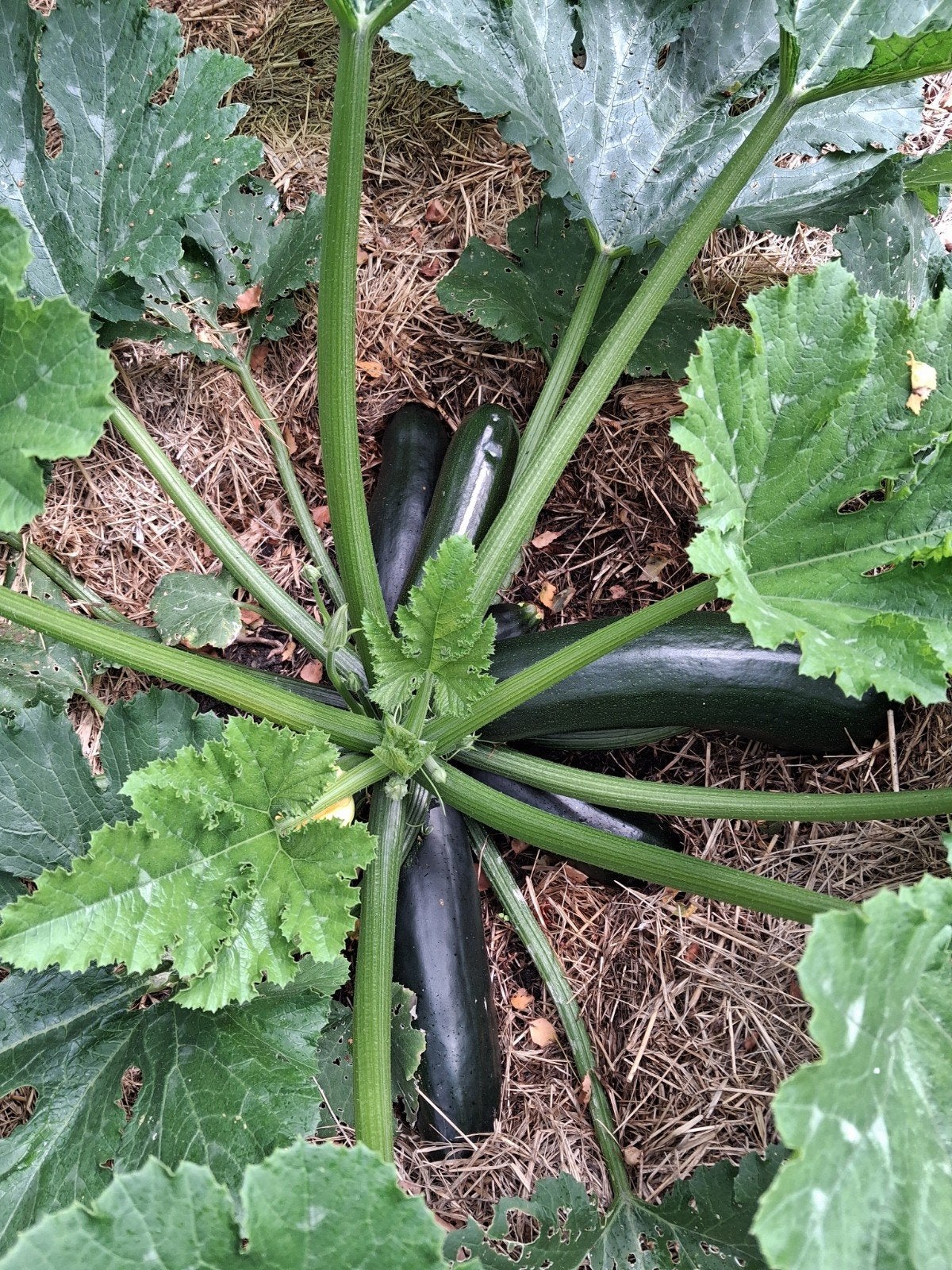 biologische courgettes, Ophalen