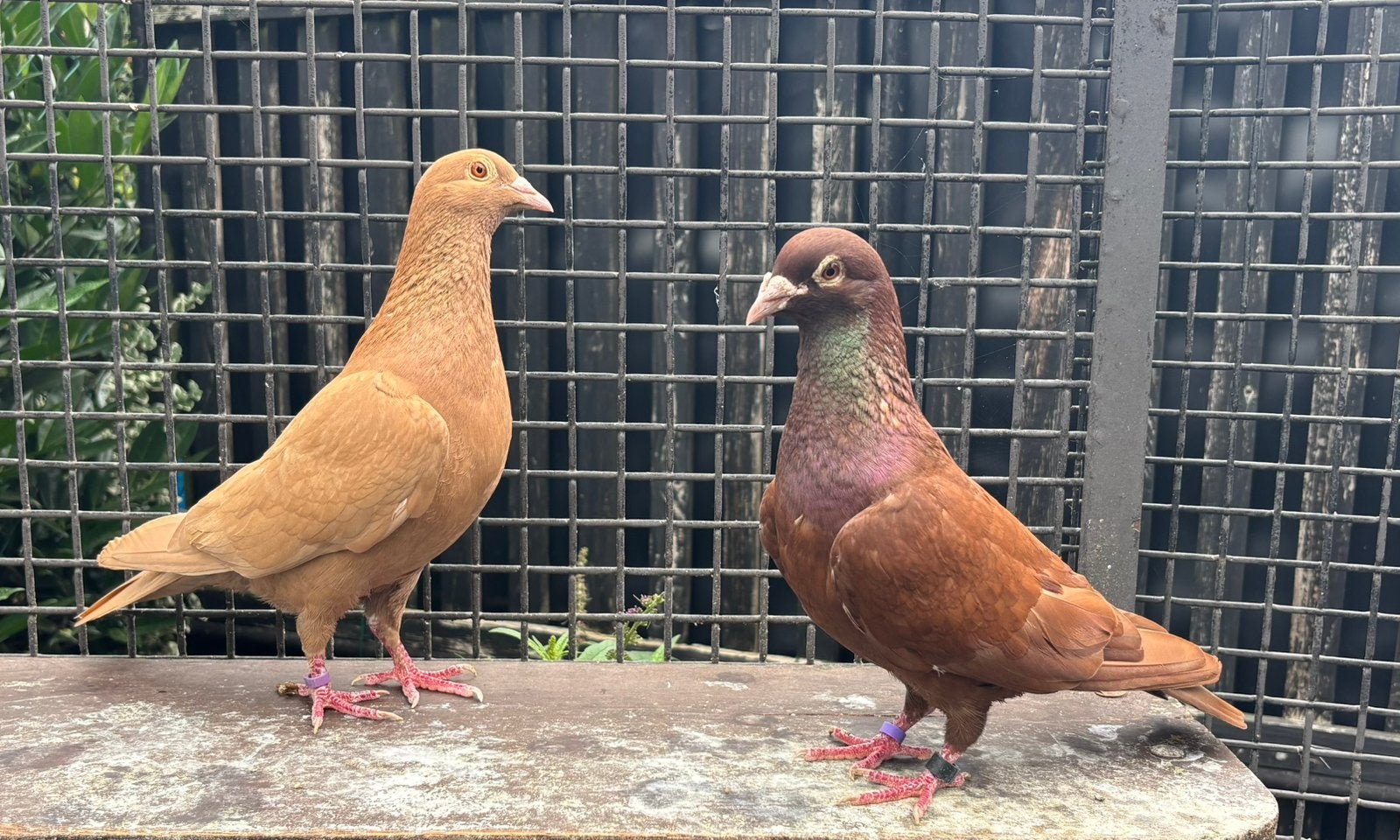 Kleurpostduiven, duiven, postduiven., Meerdere dieren, Postduif